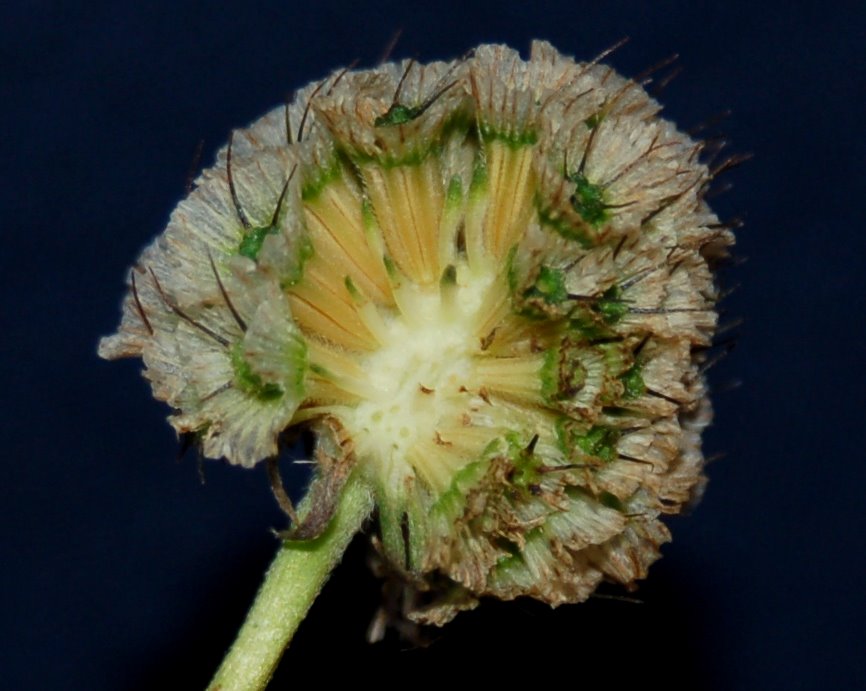 Lomelosia crenata (=Scabiosa crenata) / Vedovina crenata