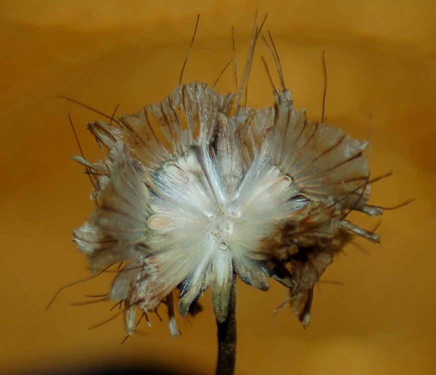 Lomelosia crenata (=Scabiosa crenata) / Vedovina crenata