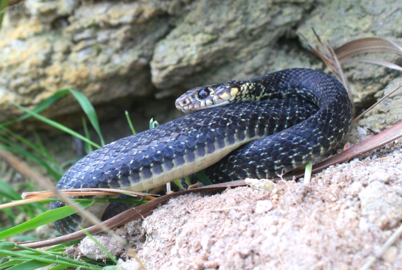 biacco invernale - Hierophis viridiflavus