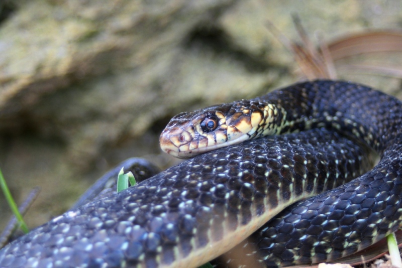 biacco invernale - Hierophis viridiflavus