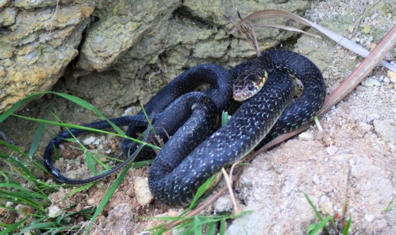 biacco invernale - Hierophis viridiflavus