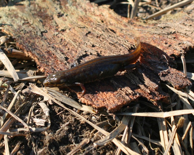 tritone o salamandra? Lissotriton italicus