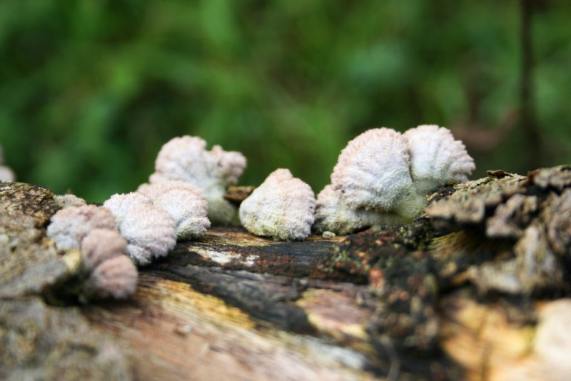 Schizophyllum commune