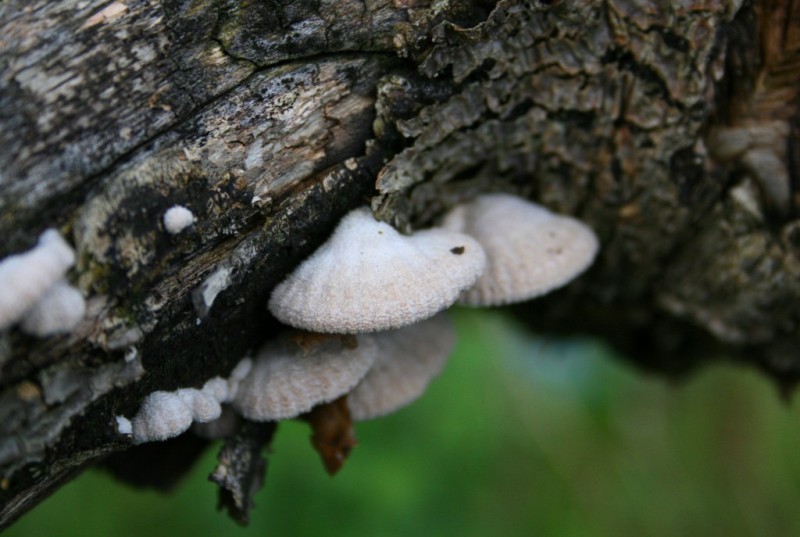 Schizophyllum commune