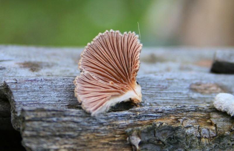 Schizophyllum commune