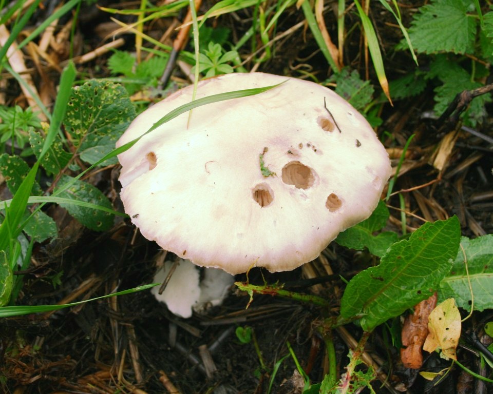 funghi