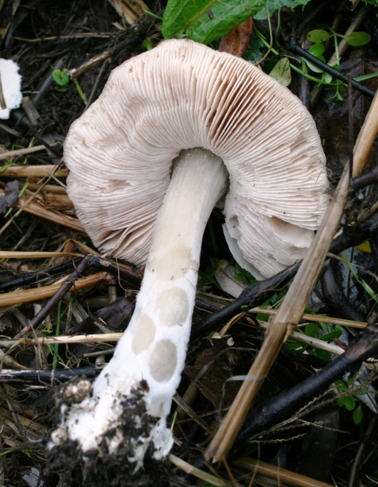 funghi