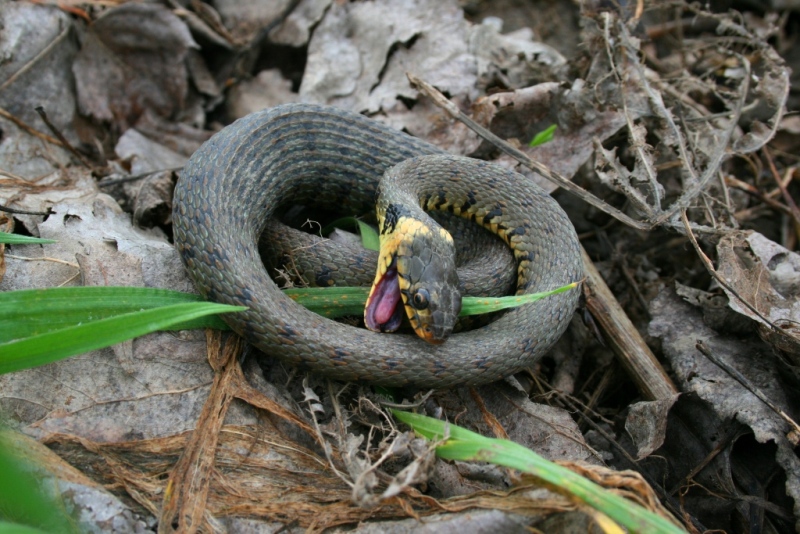 natrix natrix nel mese di gennaio