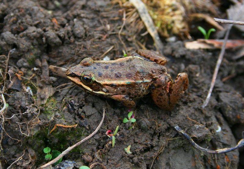 che rana ? Pelophylax sp.