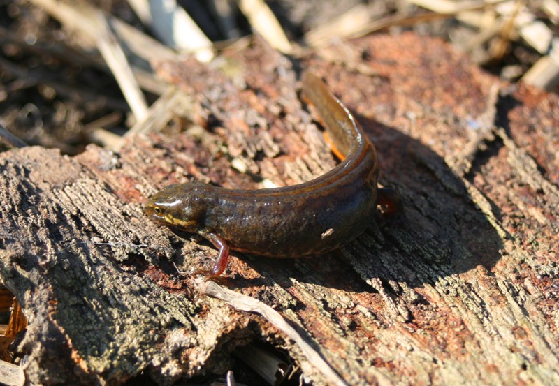 tritone o salamandra? Lissotriton italicus