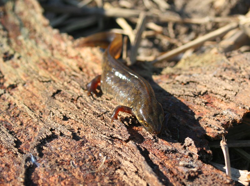 tritone o salamandra? Lissotriton italicus