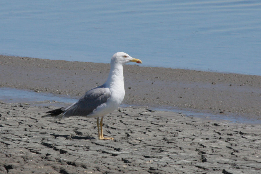 Larus michahellis ?