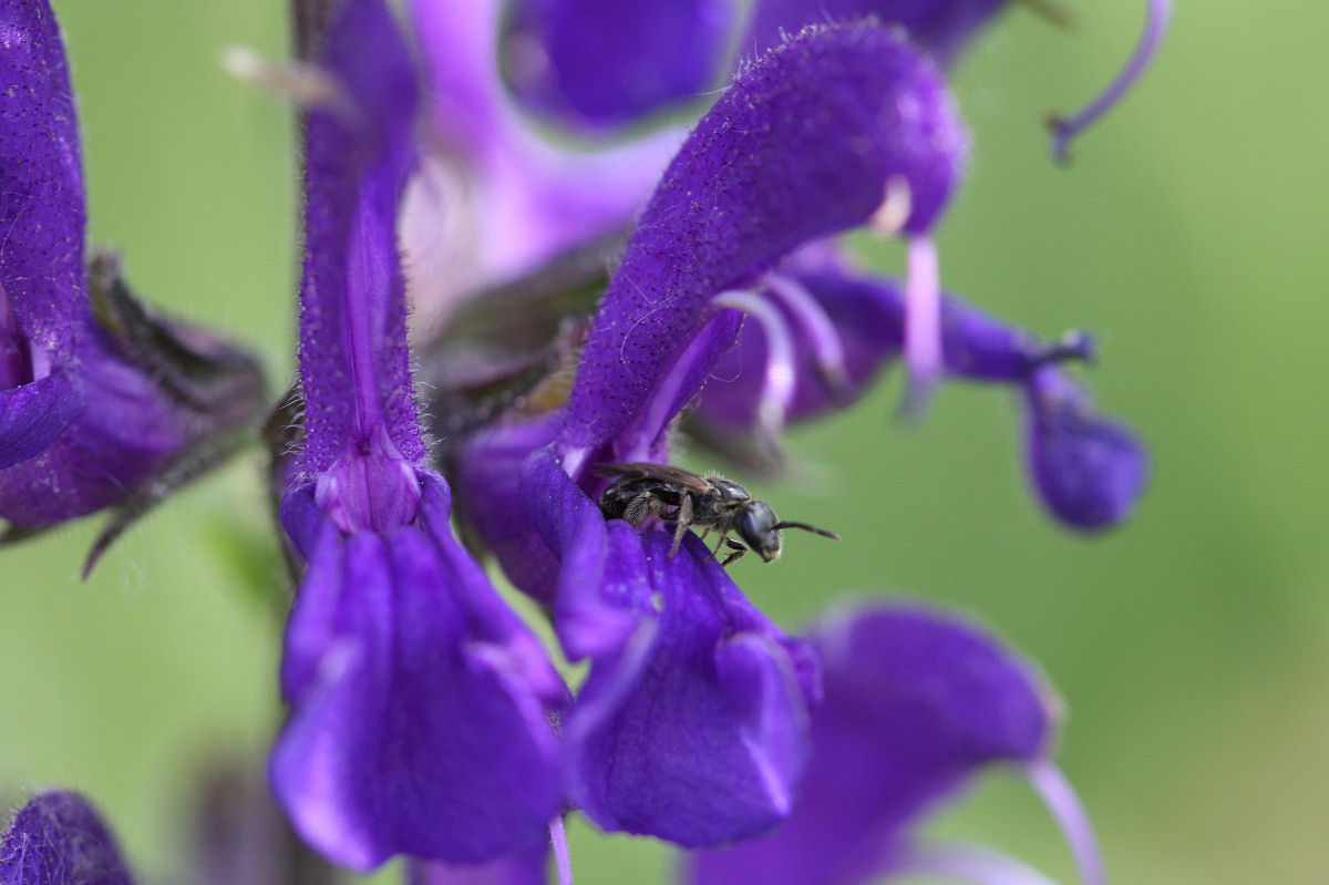 Haictidae, femmina di Lasioglossum sp.