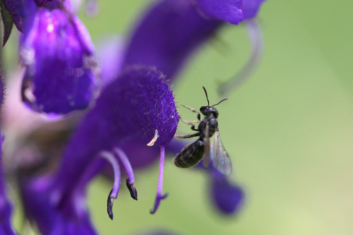 Haictidae, femmina di Lasioglossum sp.