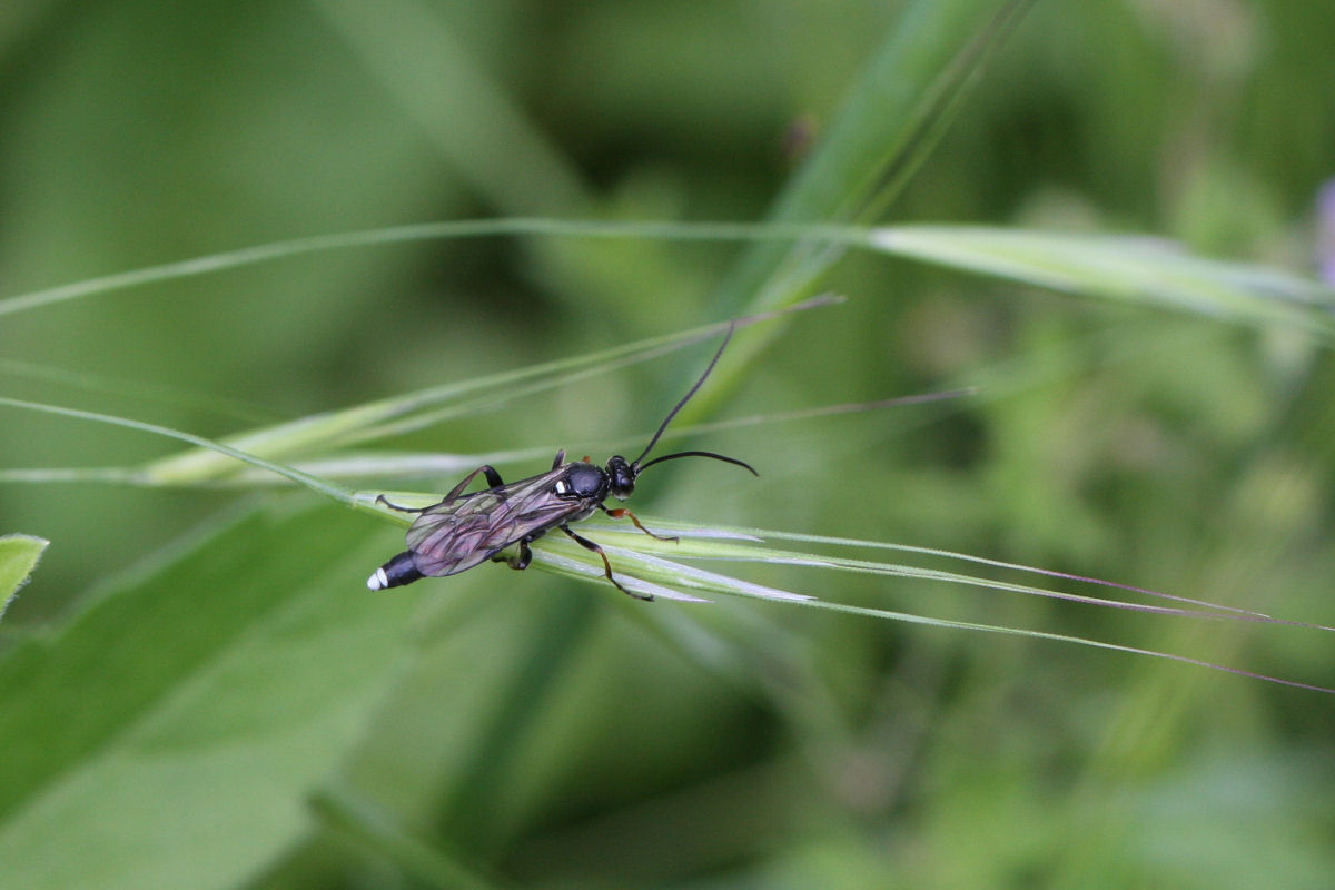 Vulgichneumon sp. (Ichneumonidae)