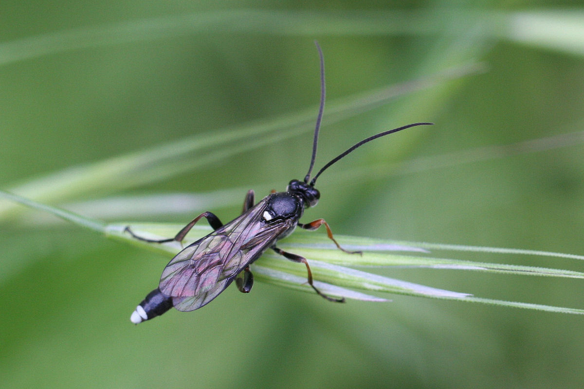 Vulgichneumon sp. (Ichneumonidae)