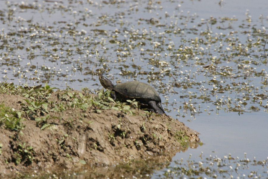 testuggine palustre