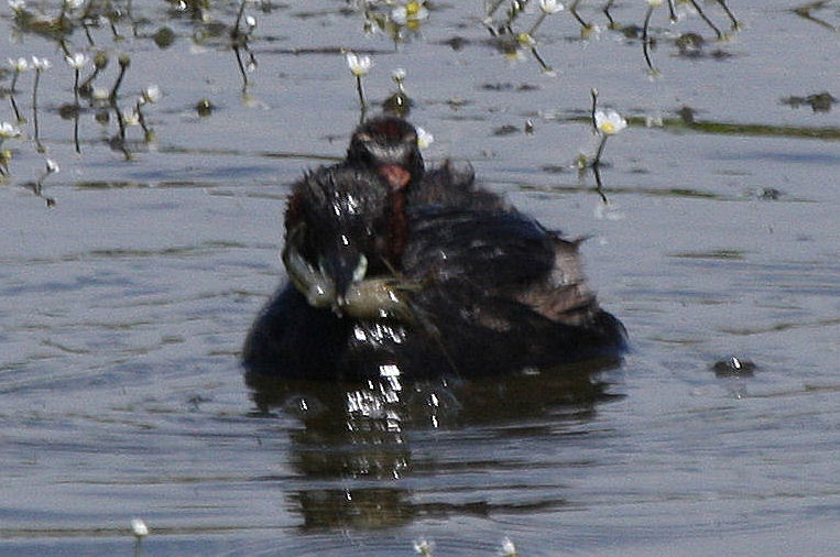 Gambero di fiume?