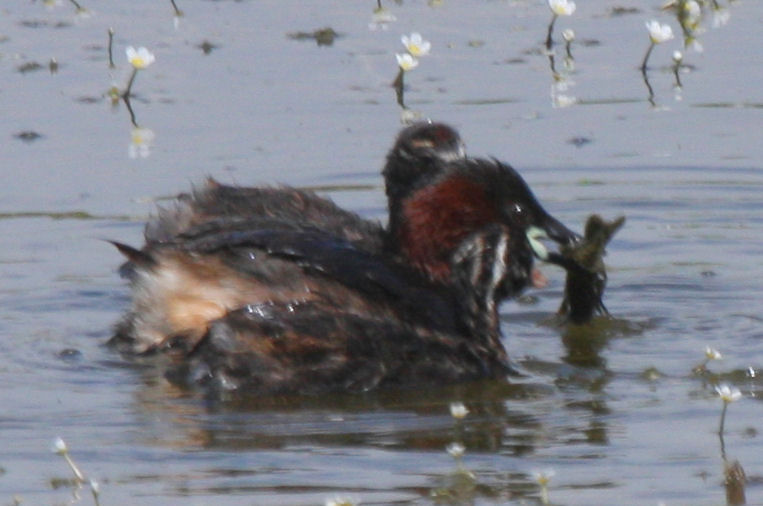 Gambero di fiume?