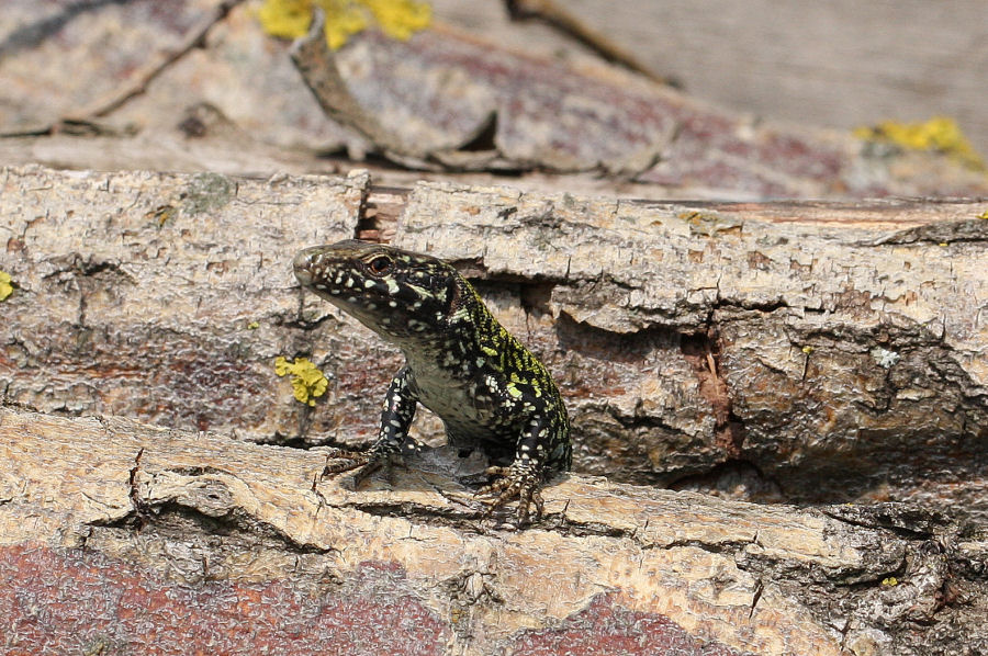 Podarcis muralis?