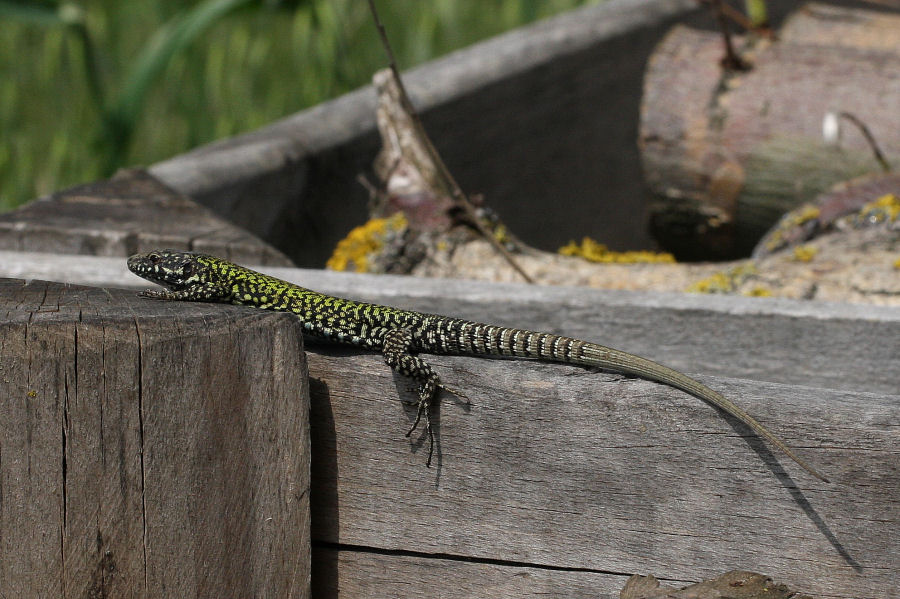 Podarcis muralis?