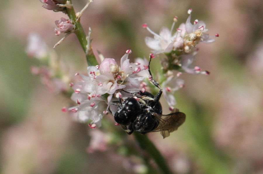 Crabronide, verosimilmente del genere Crossocerus