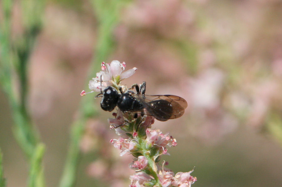 Crabronide, verosimilmente del genere Crossocerus