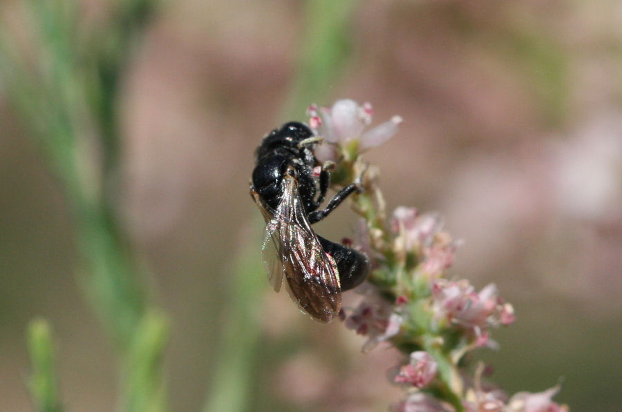 Crabronide, verosimilmente del genere Crossocerus