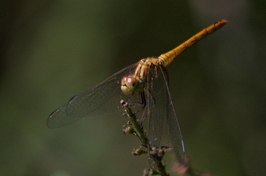 Sympetrum ma quale?