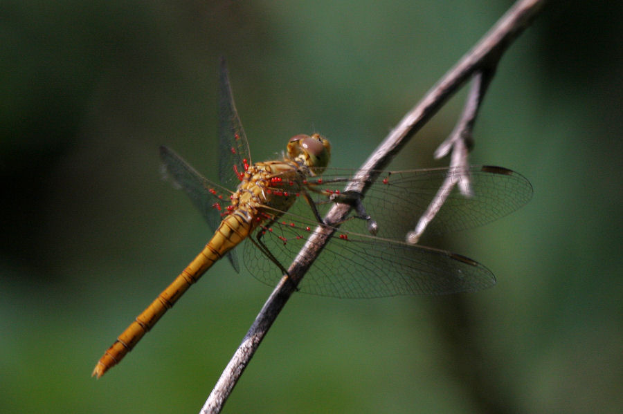 Sympetrum ma quale?