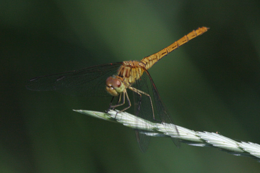 Sympetrum ma quale?