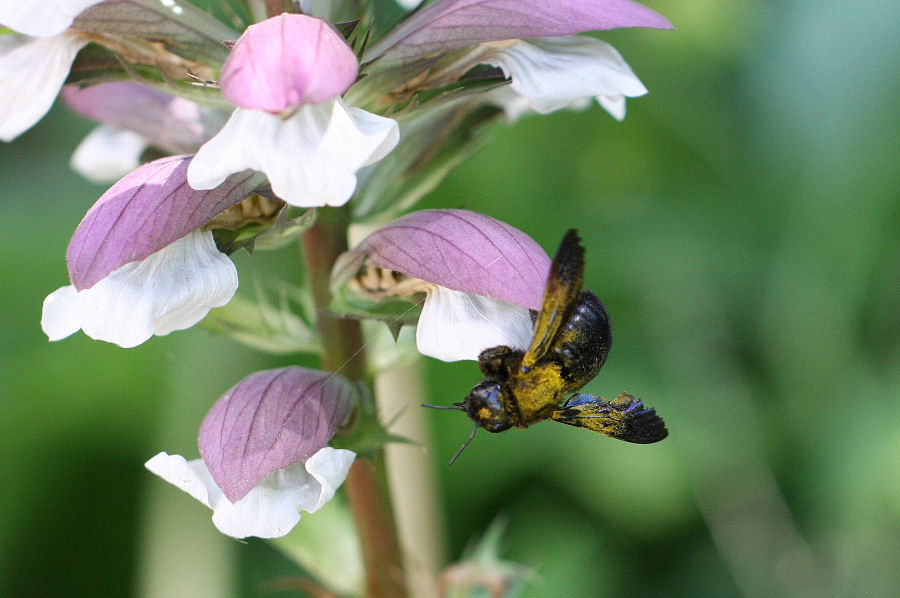 Xylocopa sp. (Apidae)