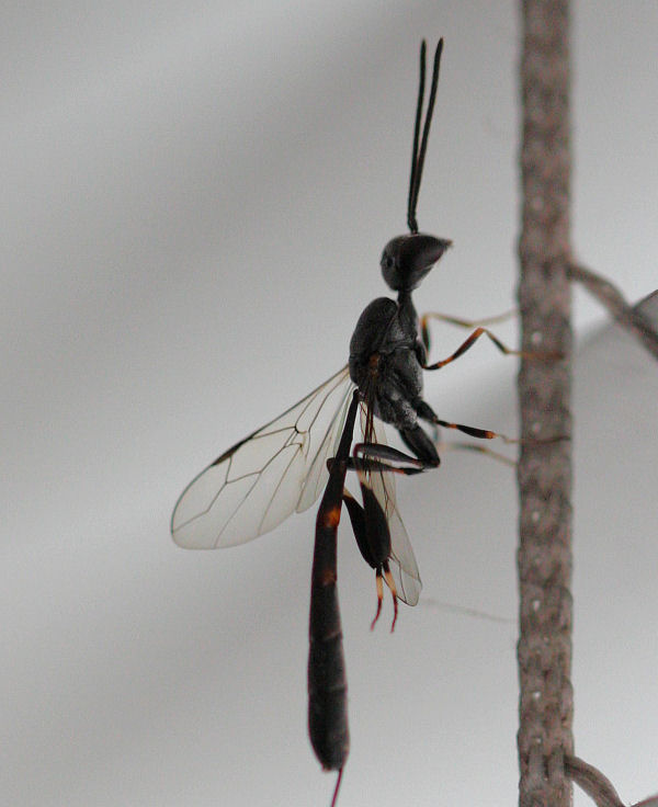 Femmina di Gasteruption sp. addormentata