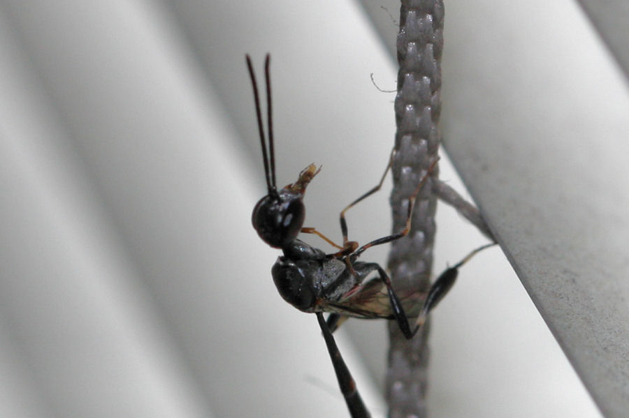 Femmina di Gasteruption sp. addormentata