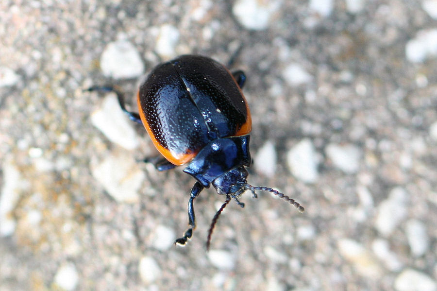 Chrysolina rossia ?