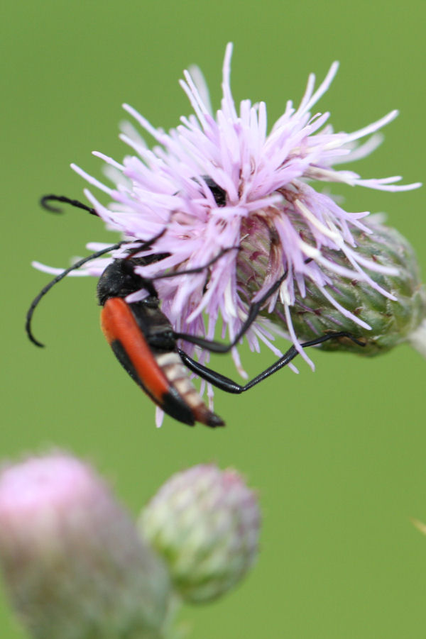 Stictoleptura cordigera cordigera?