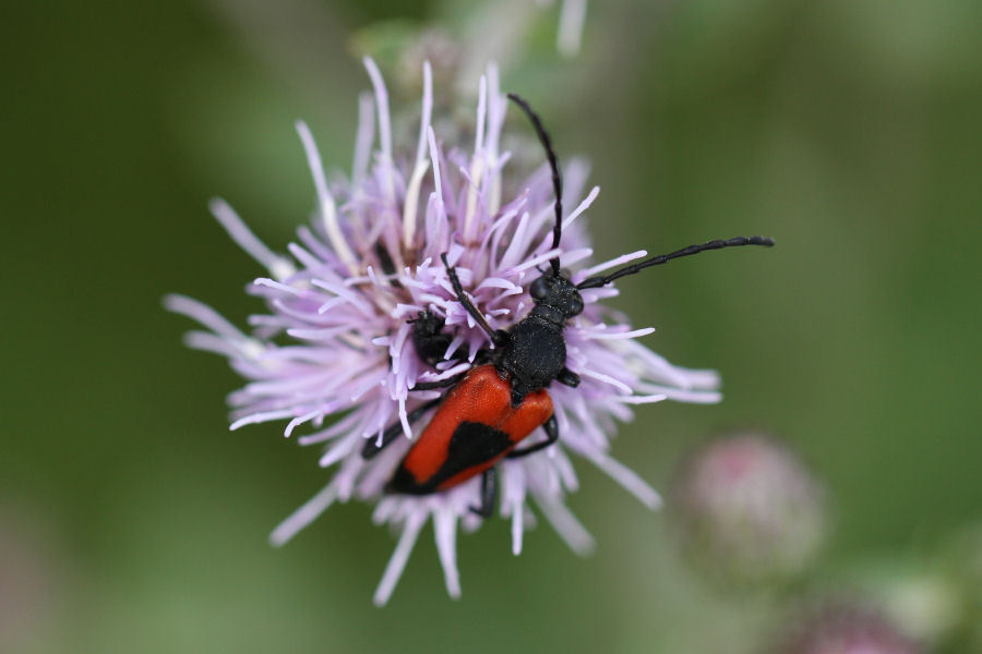 Stictoleptura cordigera cordigera?