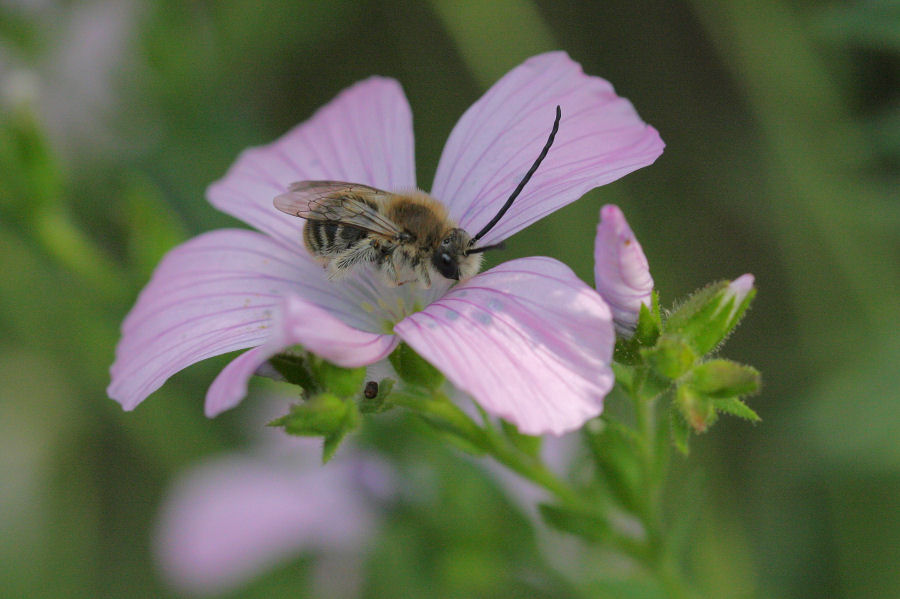 Dormitori di maschi di Eucera cfr longicornis