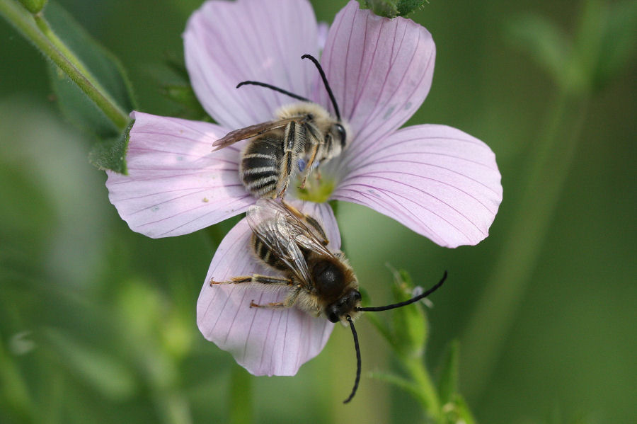 Dormitori di maschi di Eucera cfr longicornis