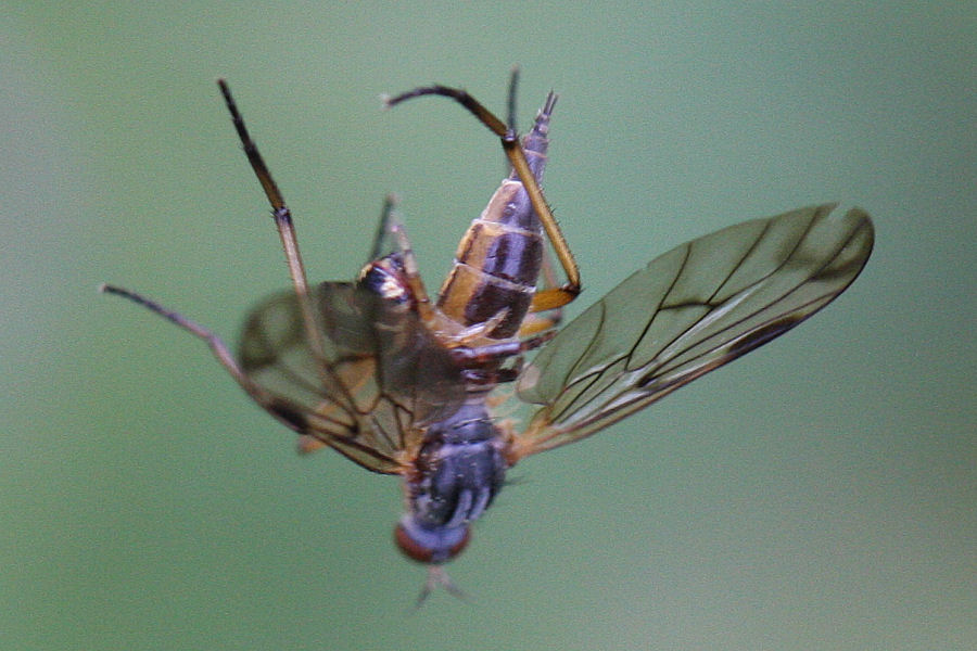 Empididae