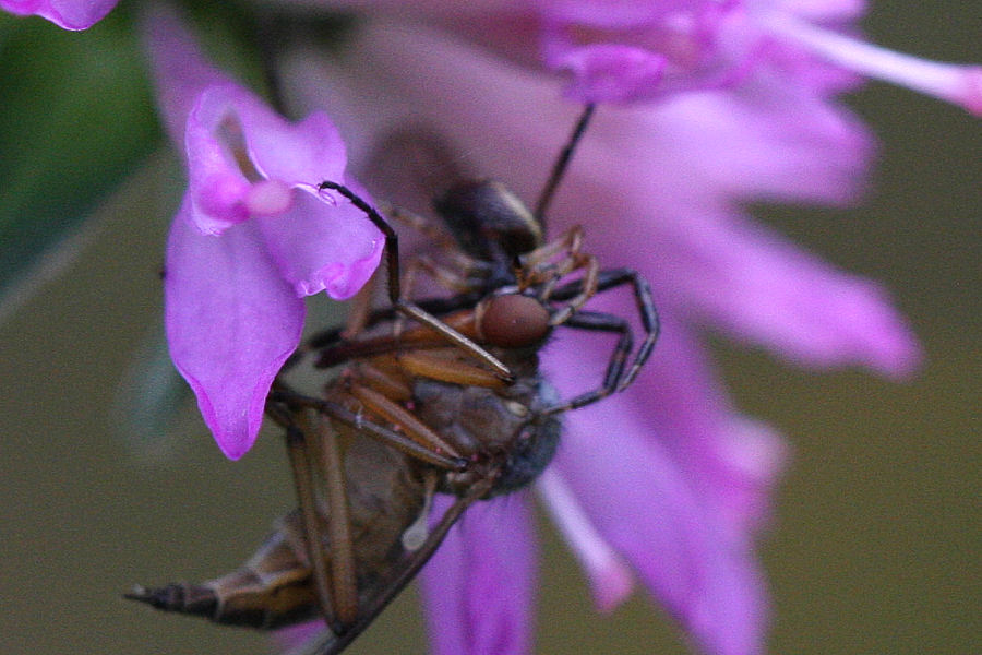 Synema globosum