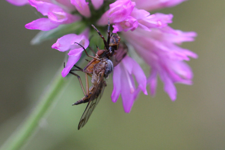 Synema globosum