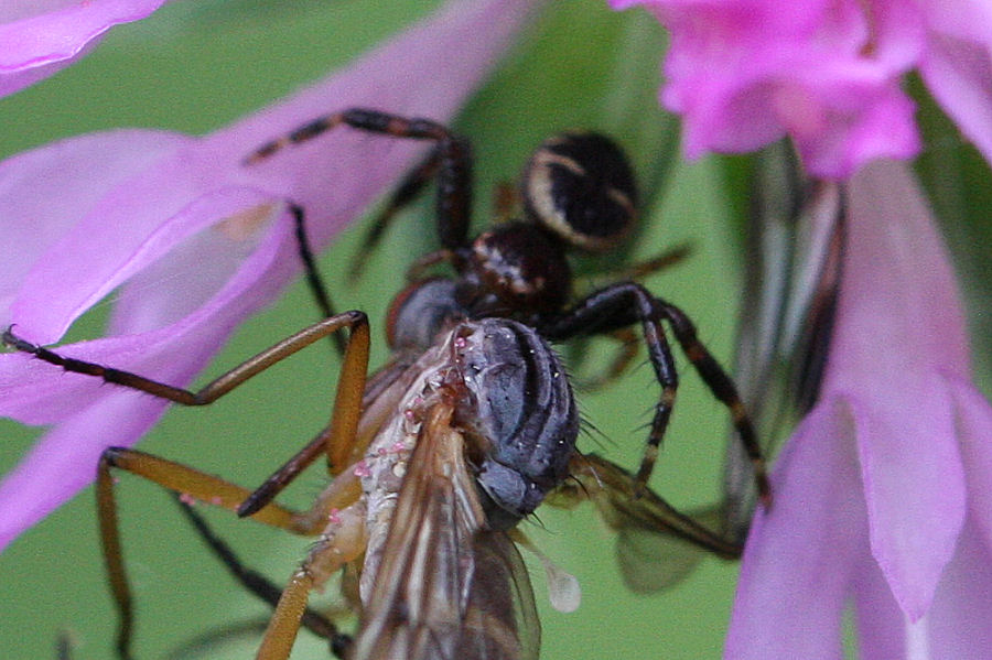 Synema globosum