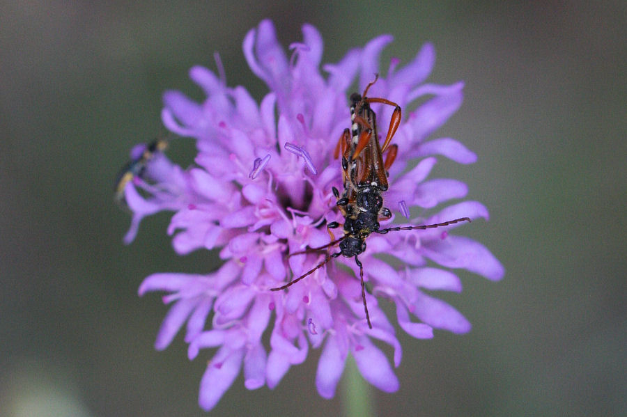 stenopterus rufus