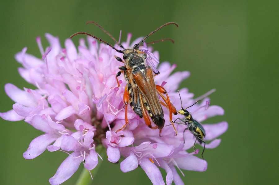 stenopterus rufus