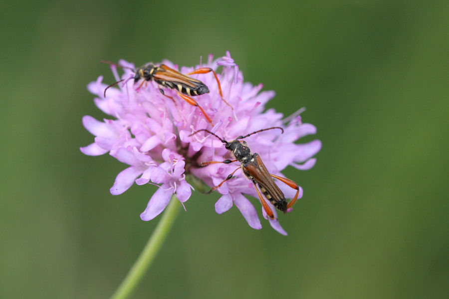 stenopterus rufus