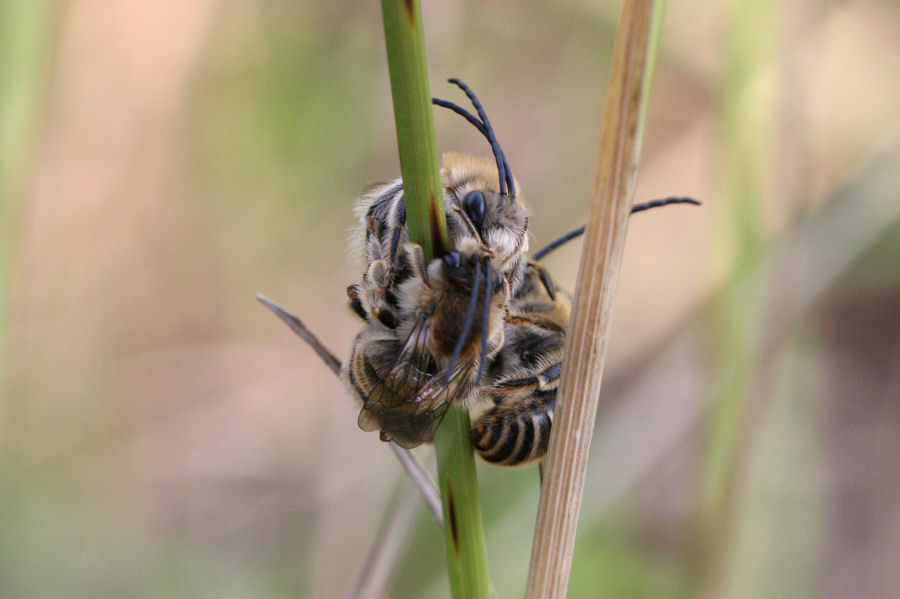 Dormitori di maschi di Eucera cfr longicornis