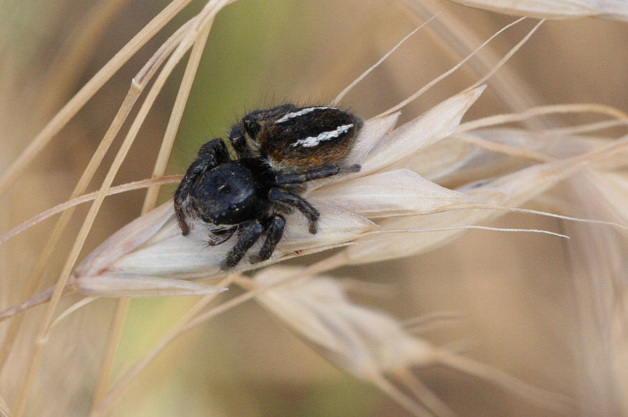 Philaeus chrysops