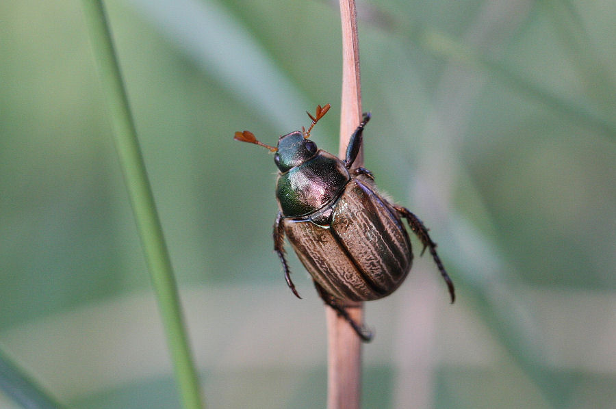 Melolonthidae da identificare; No Rutelidae: Mimela junii