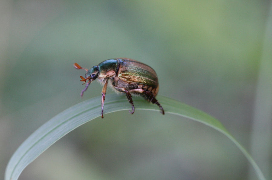 Melolonthidae da identificare; No Rutelidae: Mimela junii